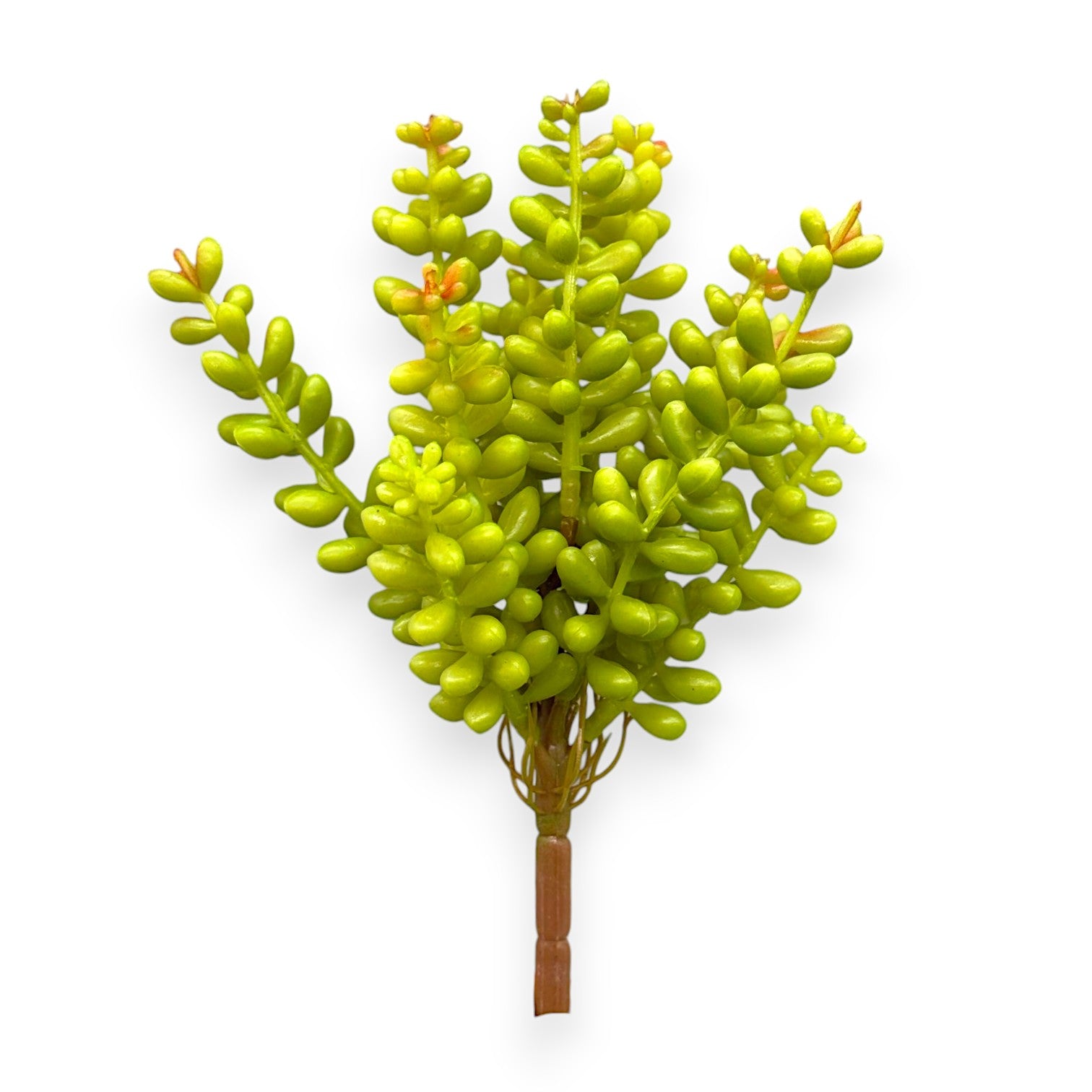 SUCCULENT SEDUM 8"
