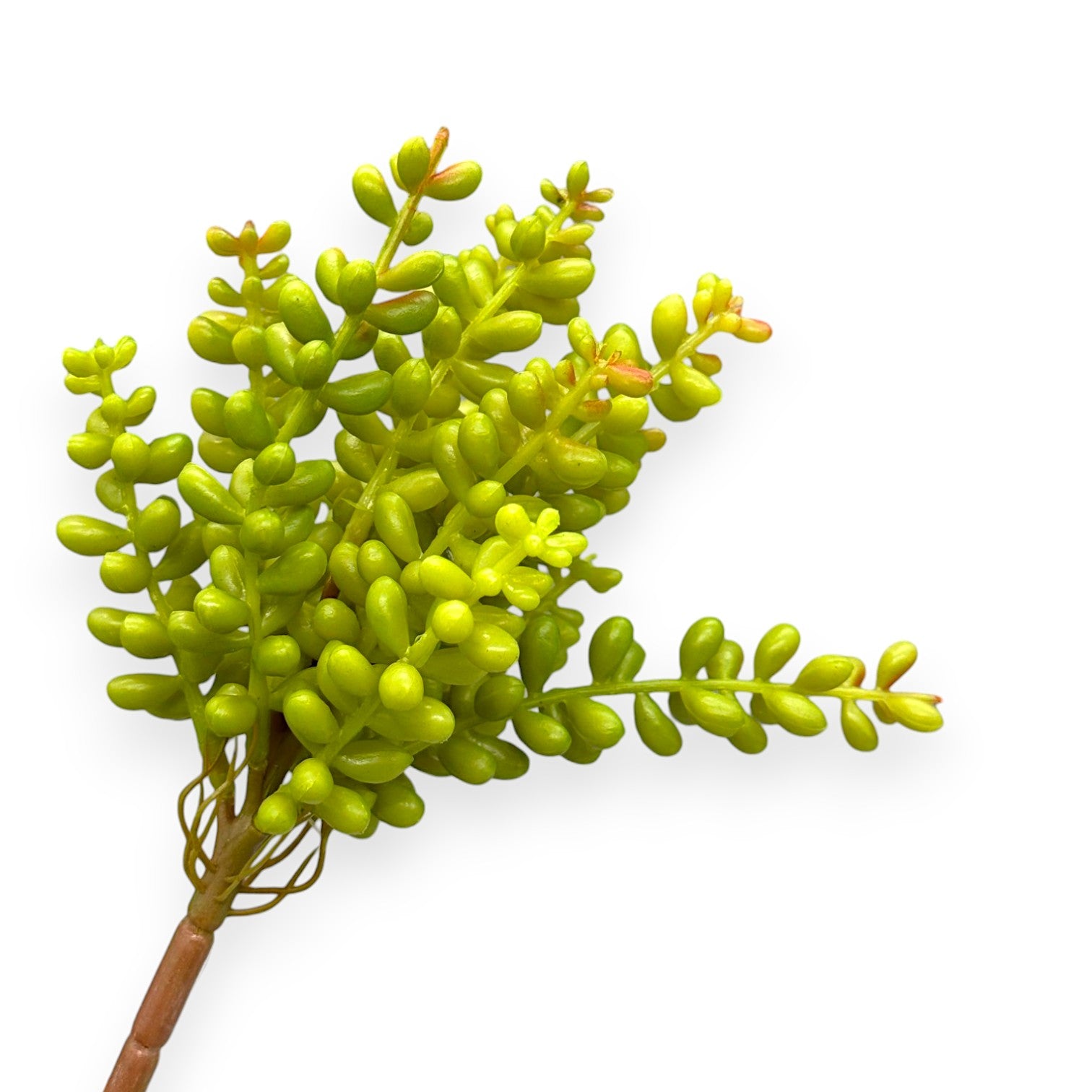 SUCCULENT SEDUM 8"
