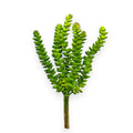 SUCCULENT SEDUM 10"
