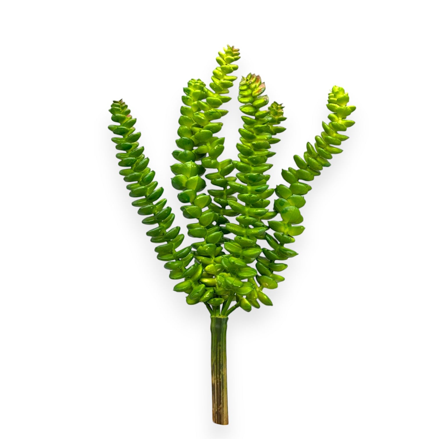 SUCCULENT SEDUM 10"
