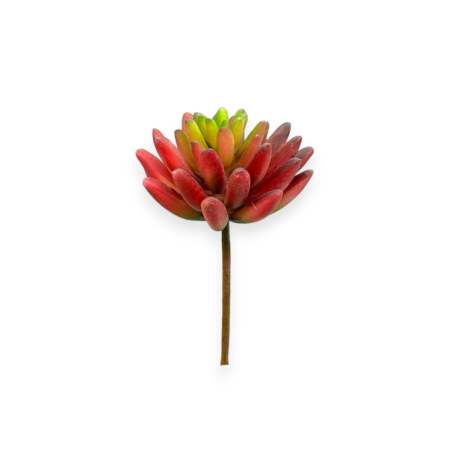 SUCCULENT RED 3"