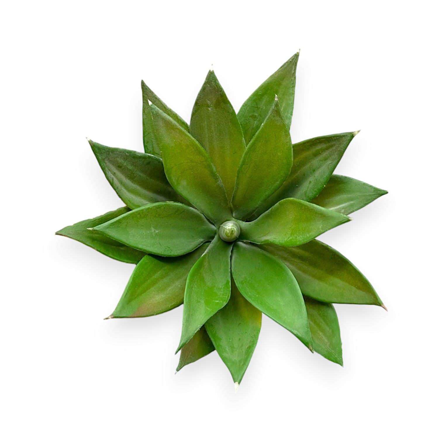 SUCCULENT AGAVE 5"