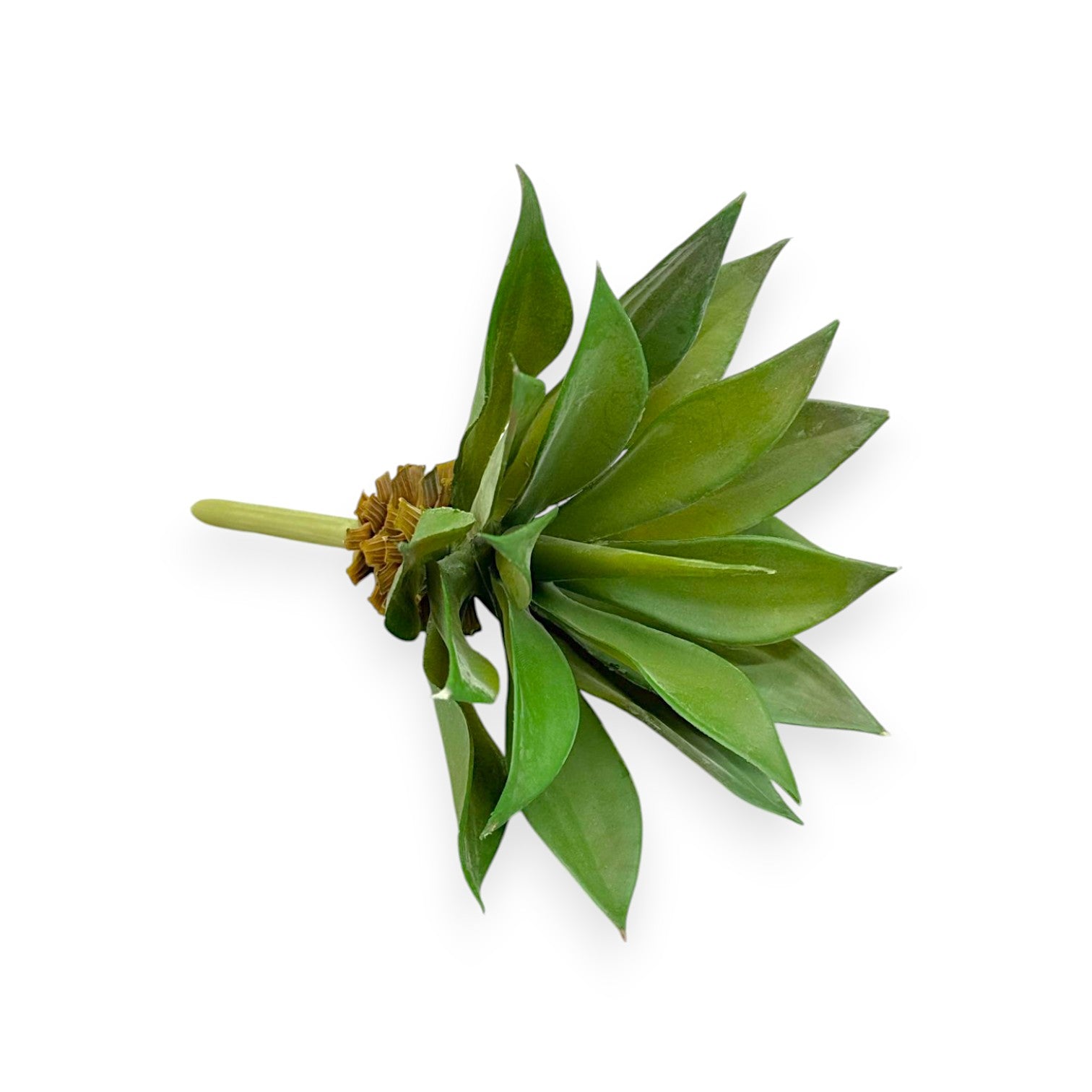 SUCCULENT AGAVE 5"