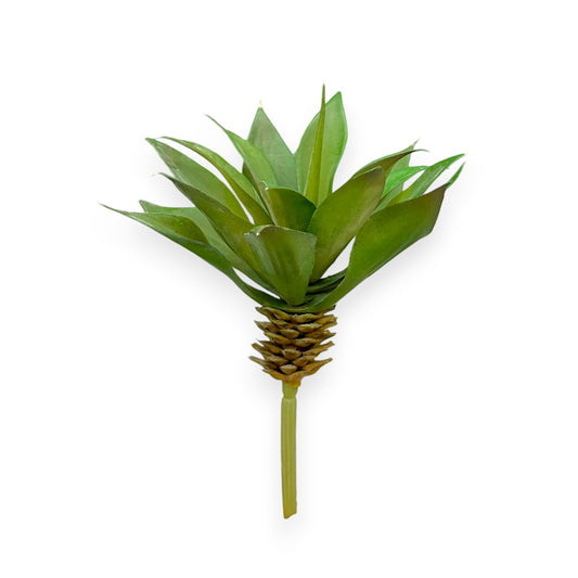 SUCCULENT AGAVE 5"