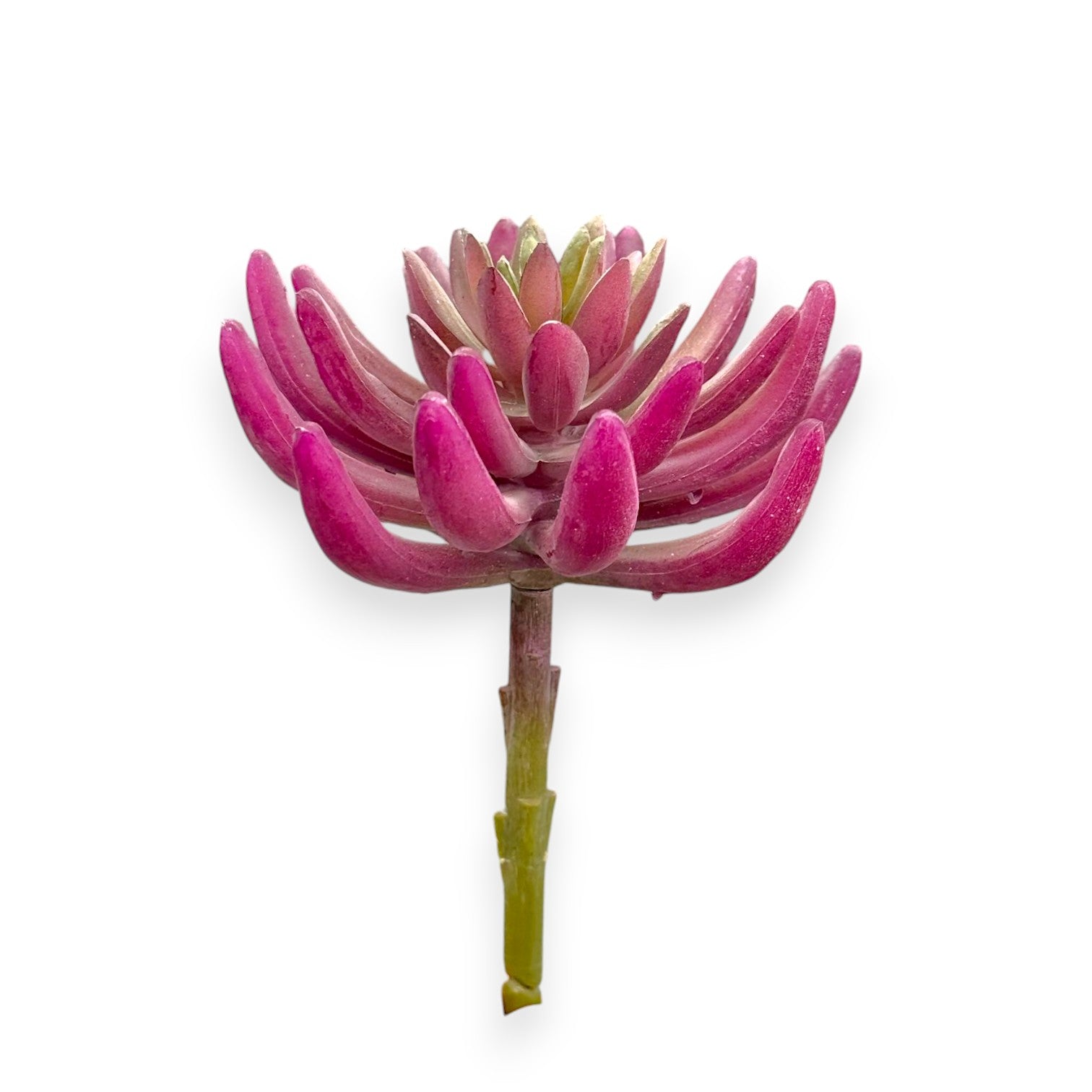 SUCCULENT PURPLE 4"
