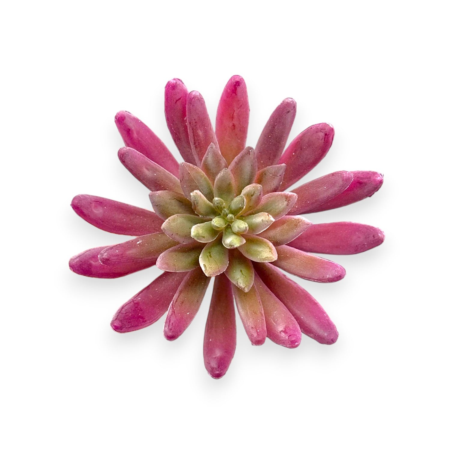 SUCCULENT PURPLE 4"