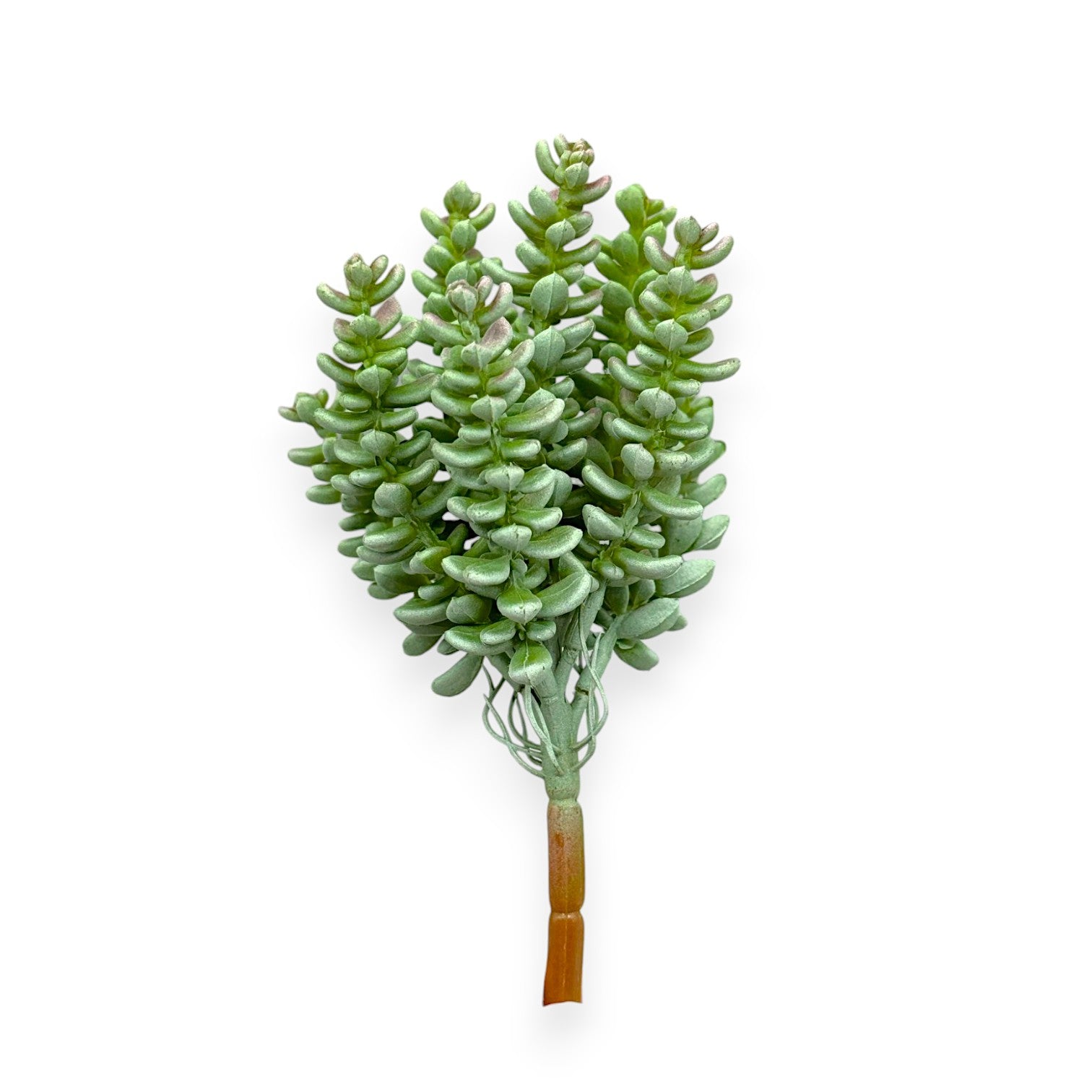 SUCCULENT SEDUM 7"