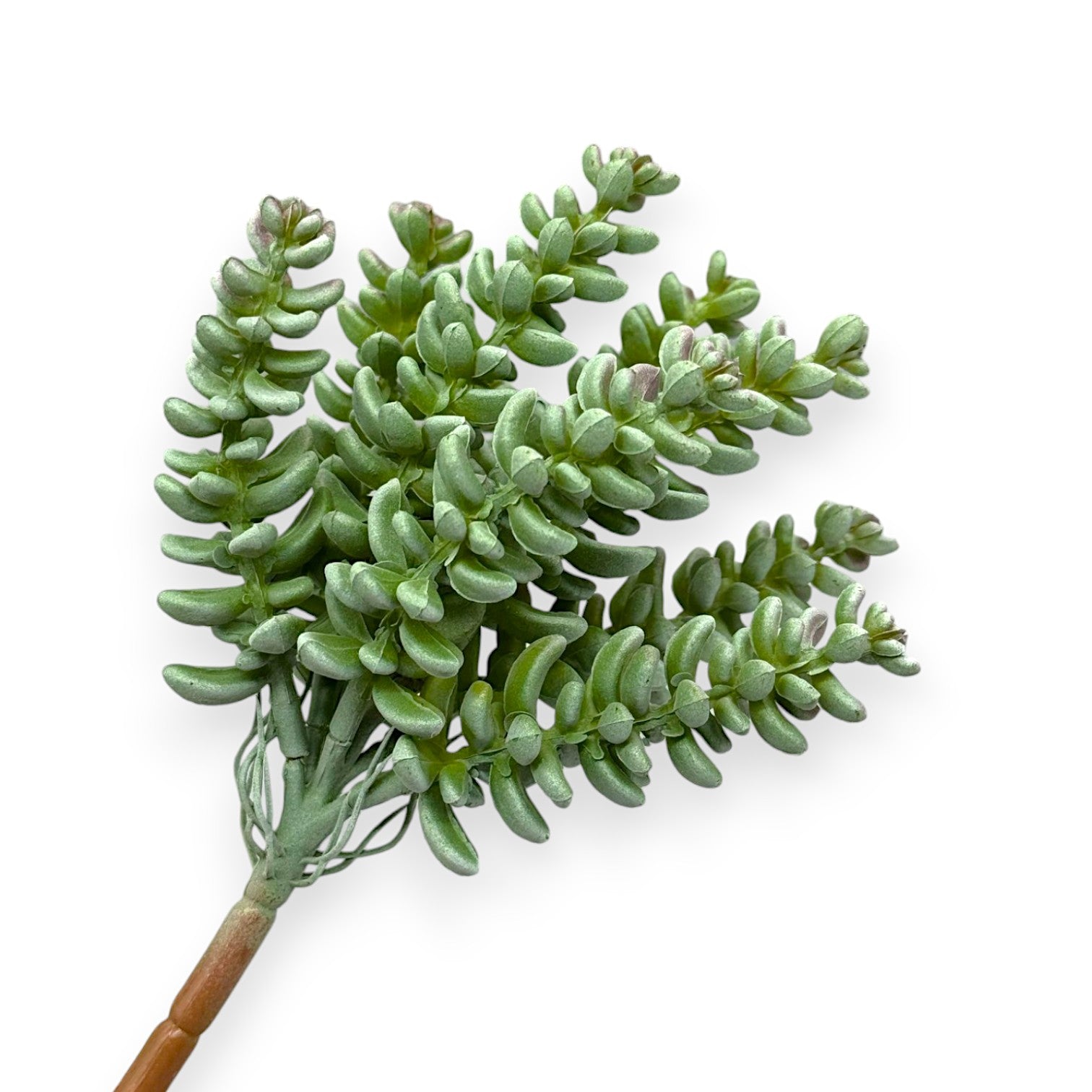 SUCCULENT SEDUM 7"