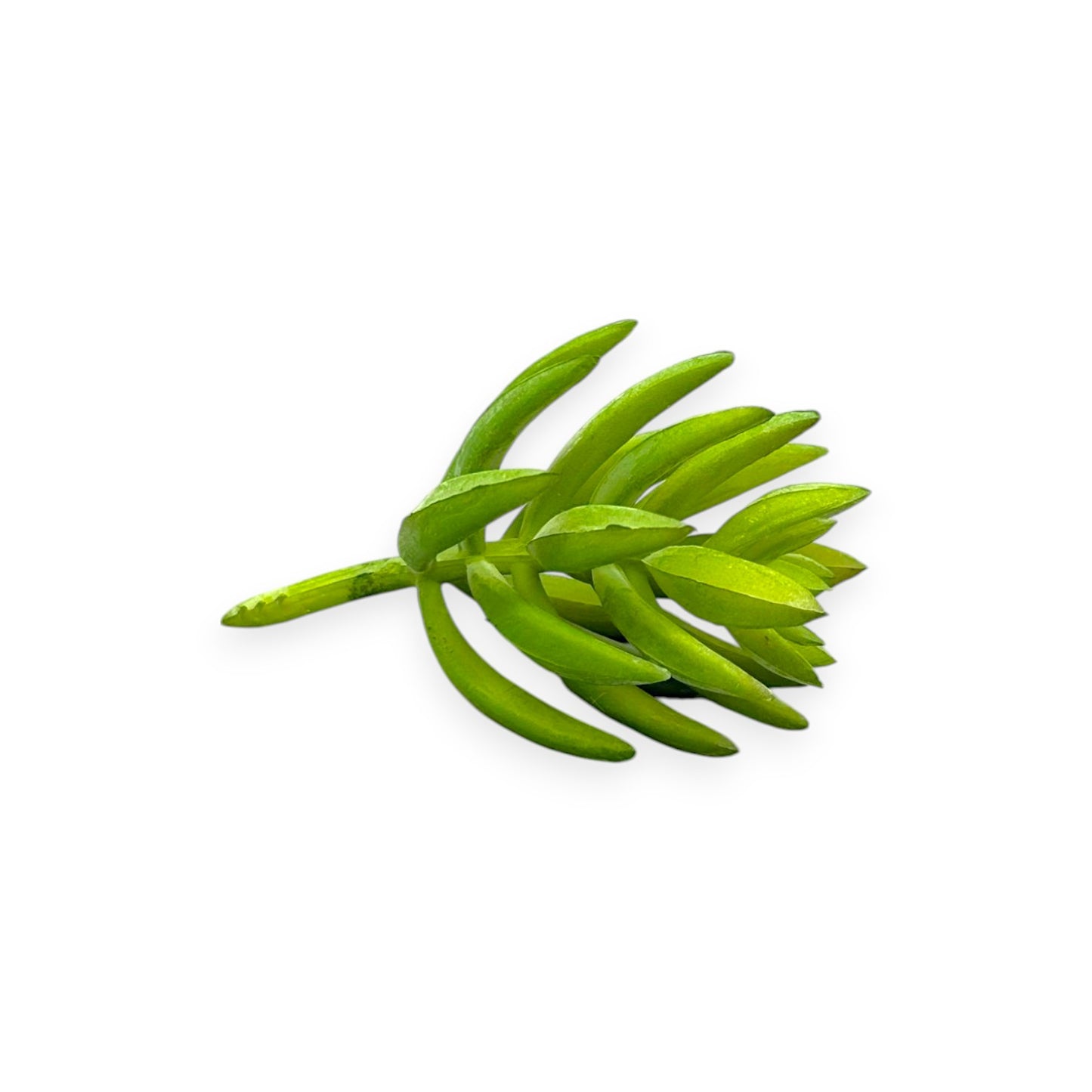 SUCCULENT 1.75"