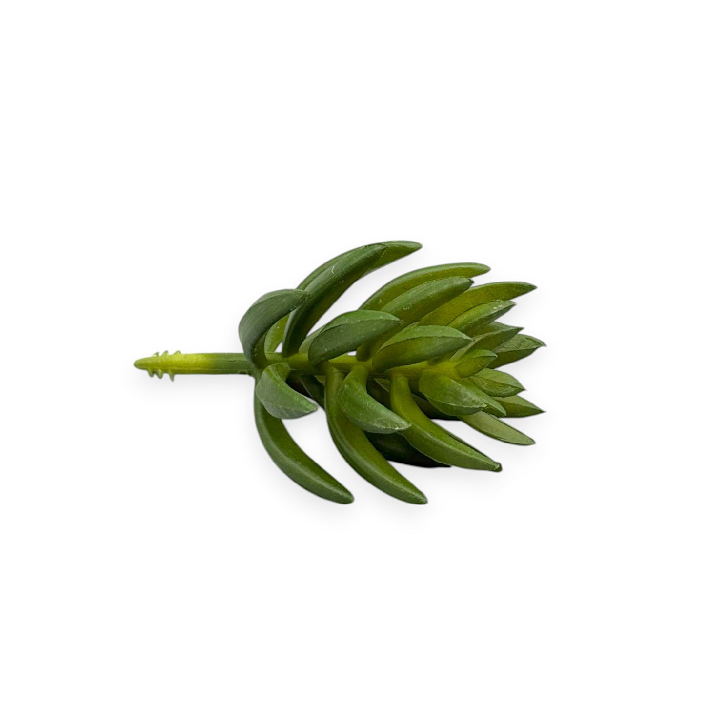 SUCCULENT 1.75"
