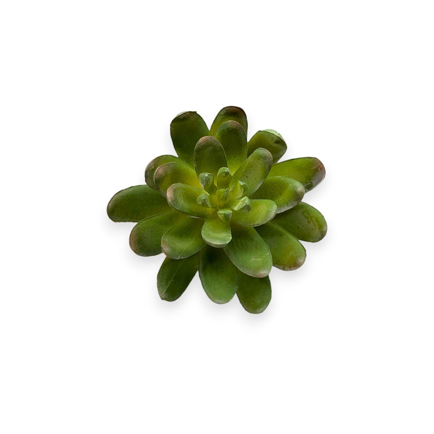 SUCCULENT 3"