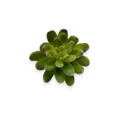 SUCCULENT 3"