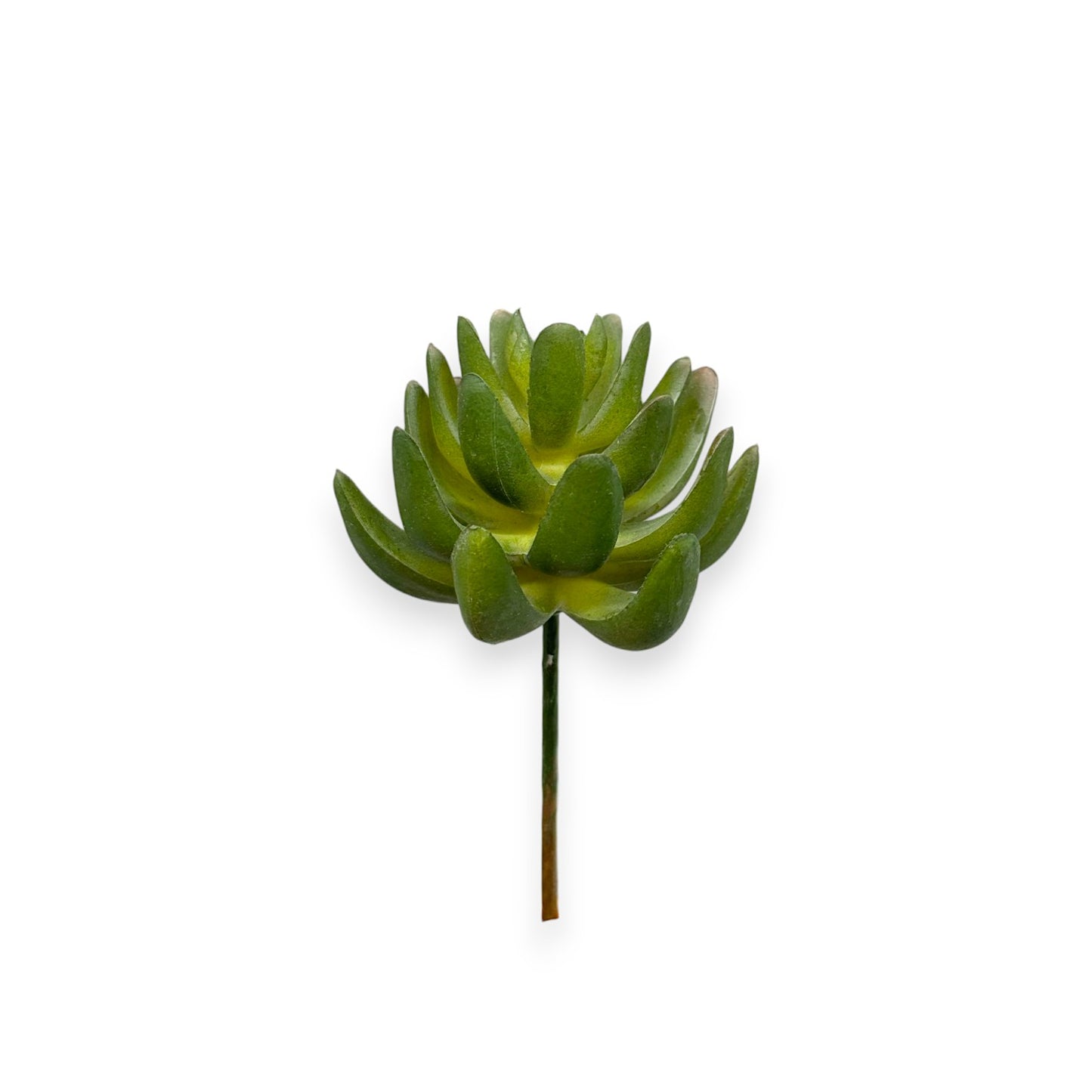 SUCCULENT 3"