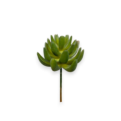 SUCCULENT 3"