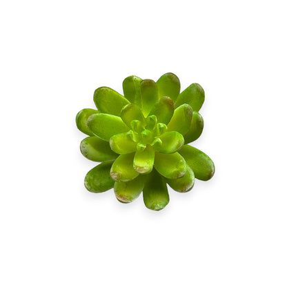 SUCCULENT 3"