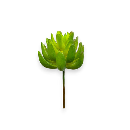 SUCCULENT 3"