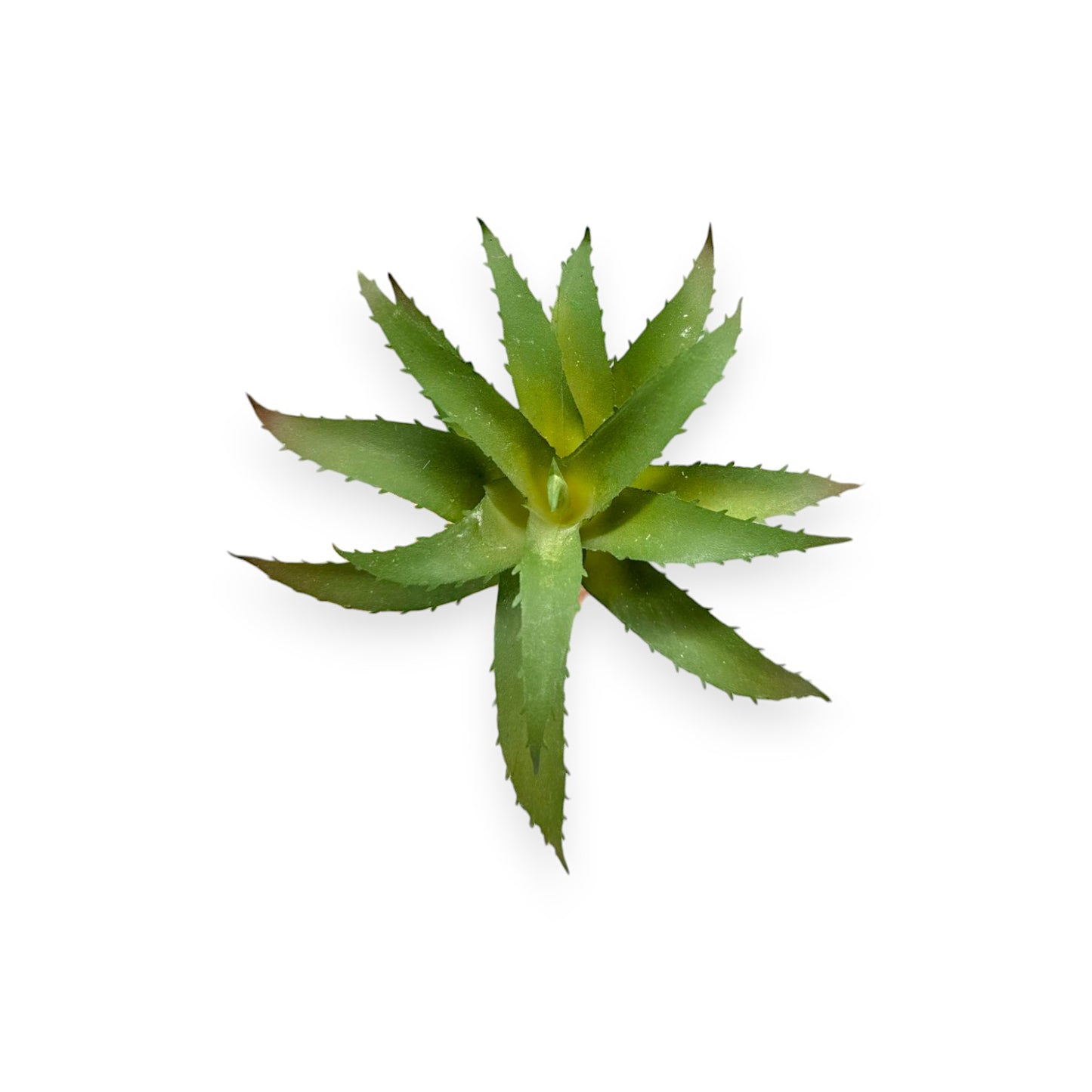 SUCCULENT AGAVE 4.5"