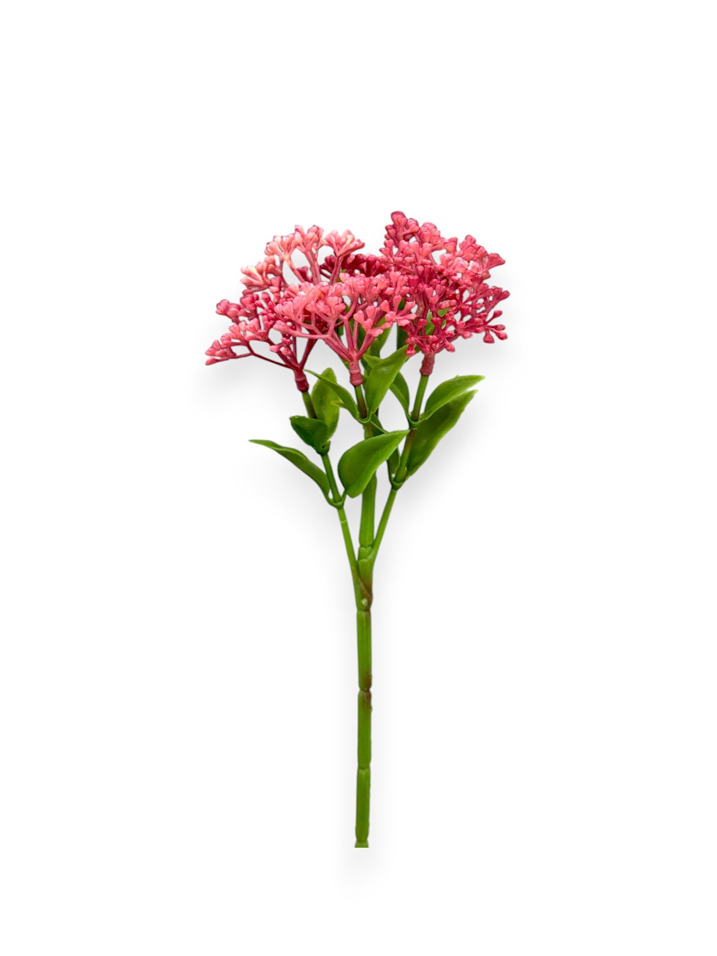 SUCCULENT SEDUM 10"