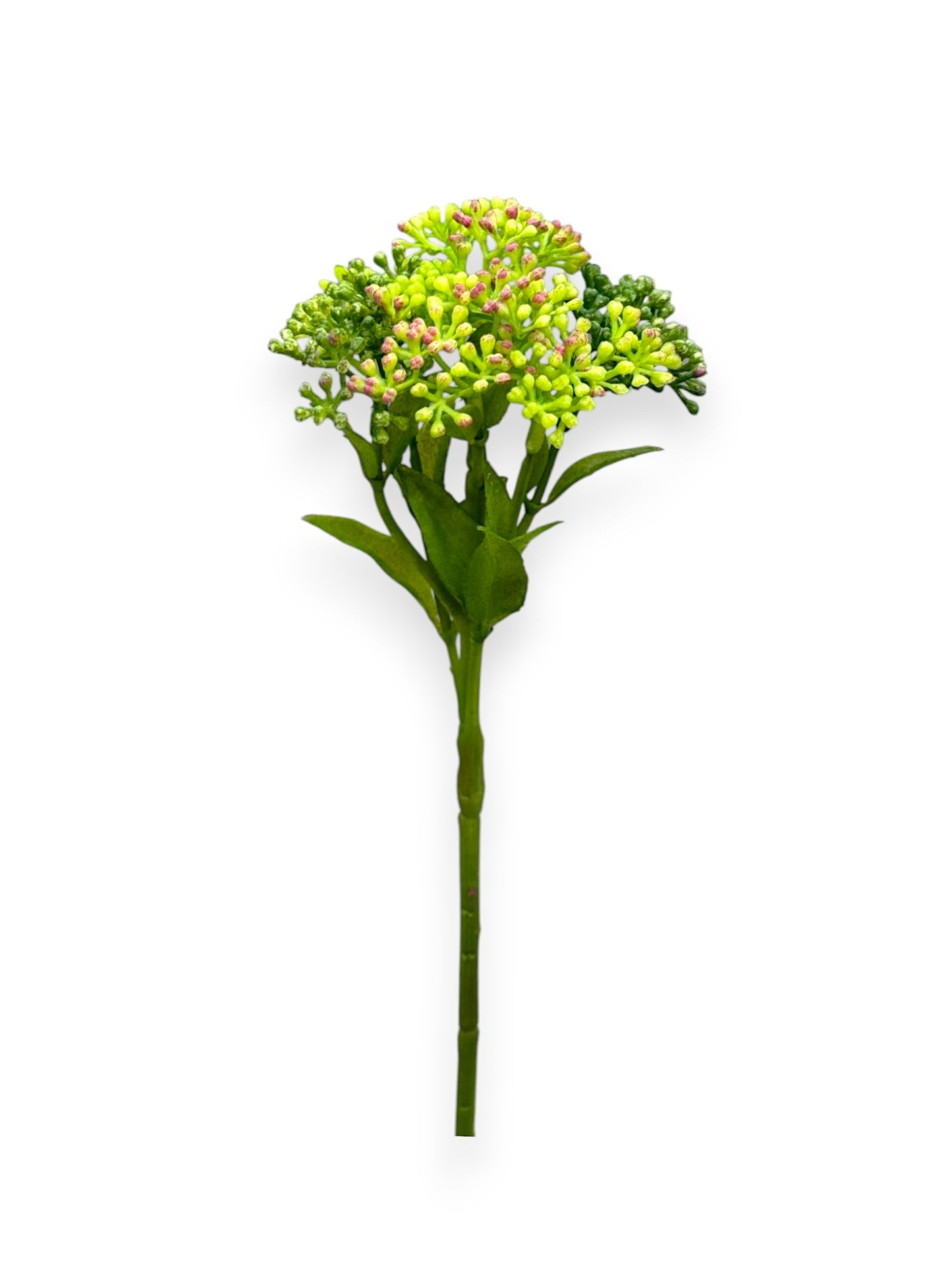 SUCCULENT SEDUM 10"