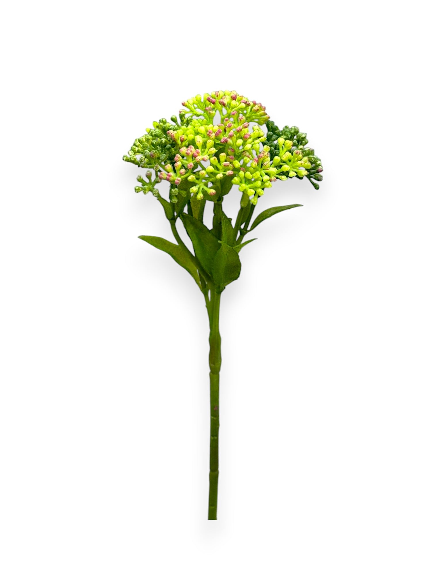 SUCCULENT SEDUM 10"