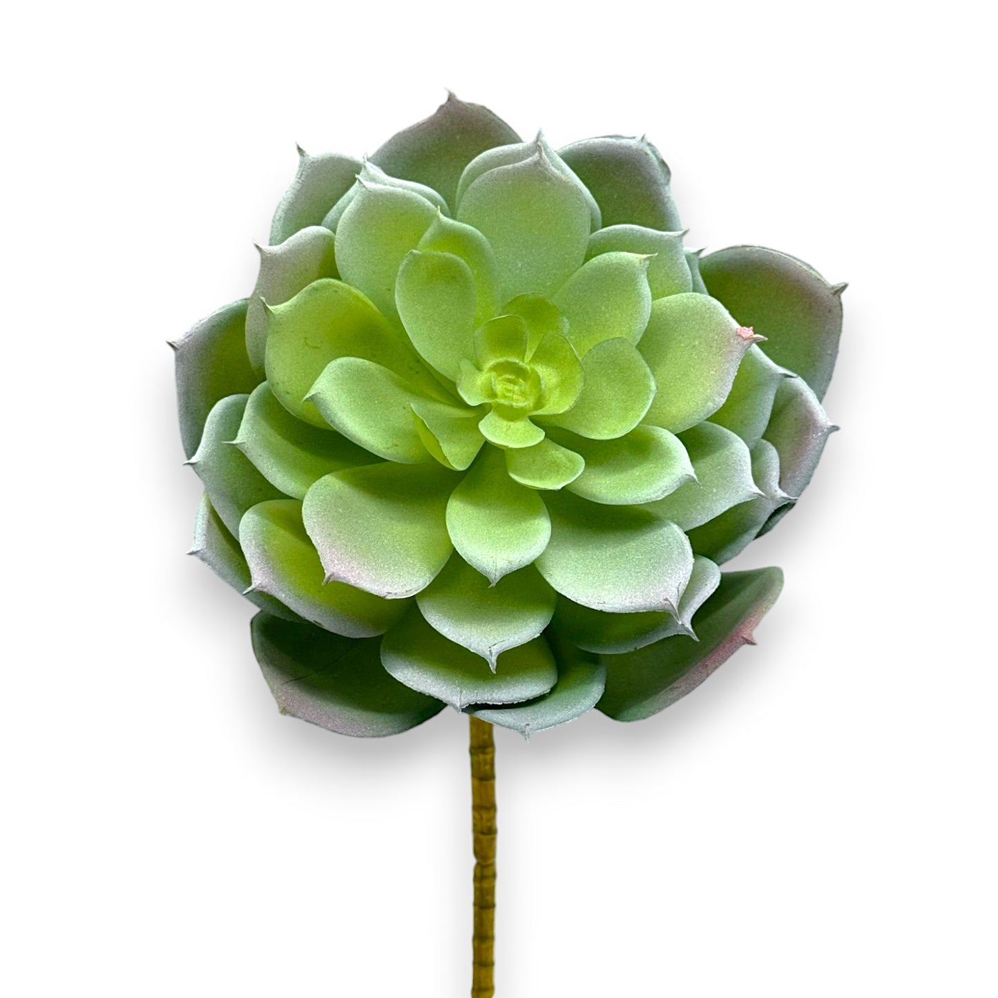 SUCCULENT ECHEVERIA 7"D