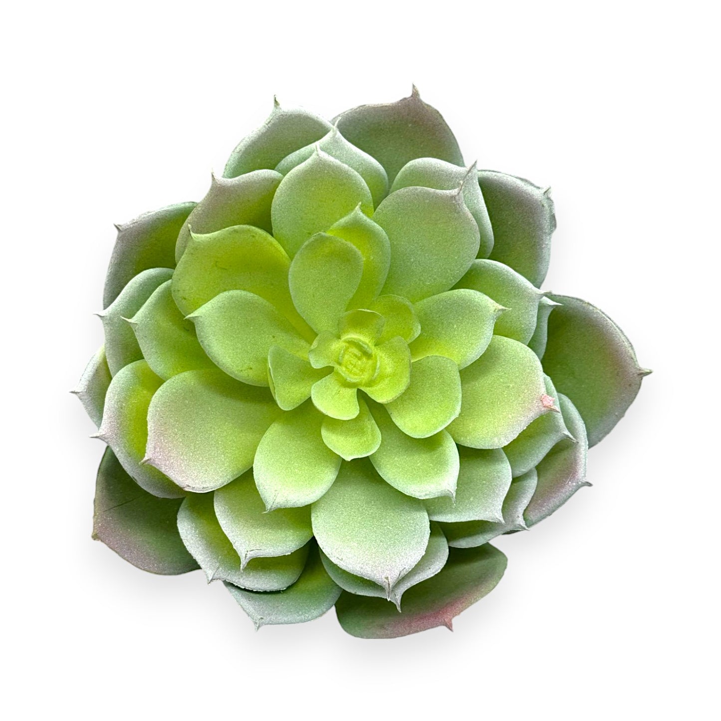 SUCCULENT ECHEVERIA 7"D