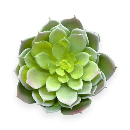 SUCCULENT ECHEVERIA 7"D