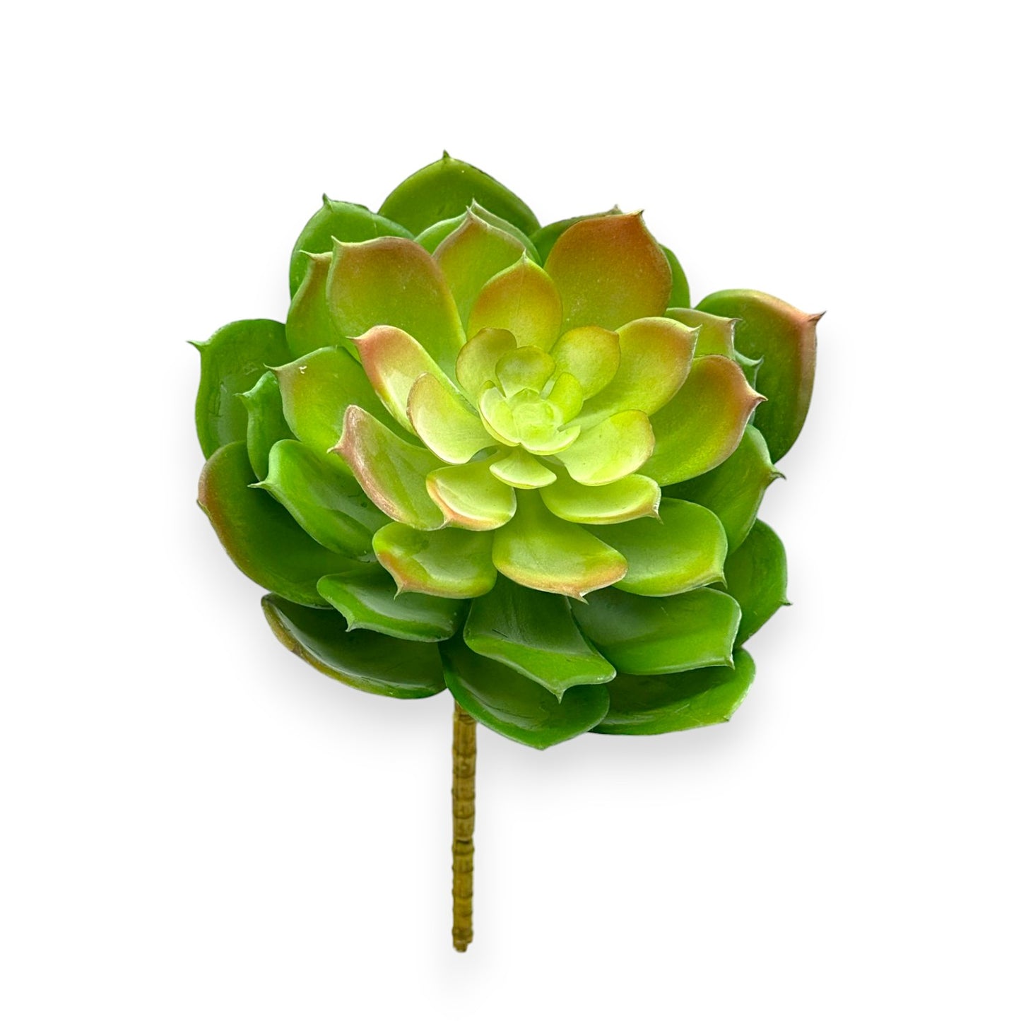 SUCCULENT ECHEVERIA 7"D
