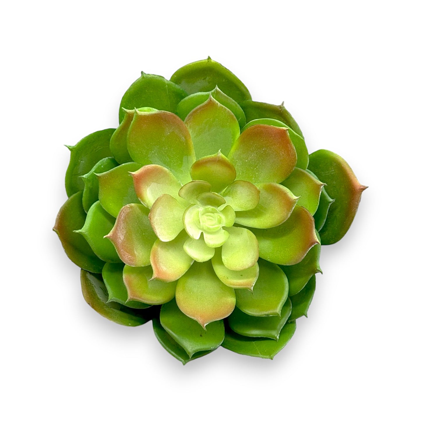 SUCCULENT ECHEVERIA 7"D