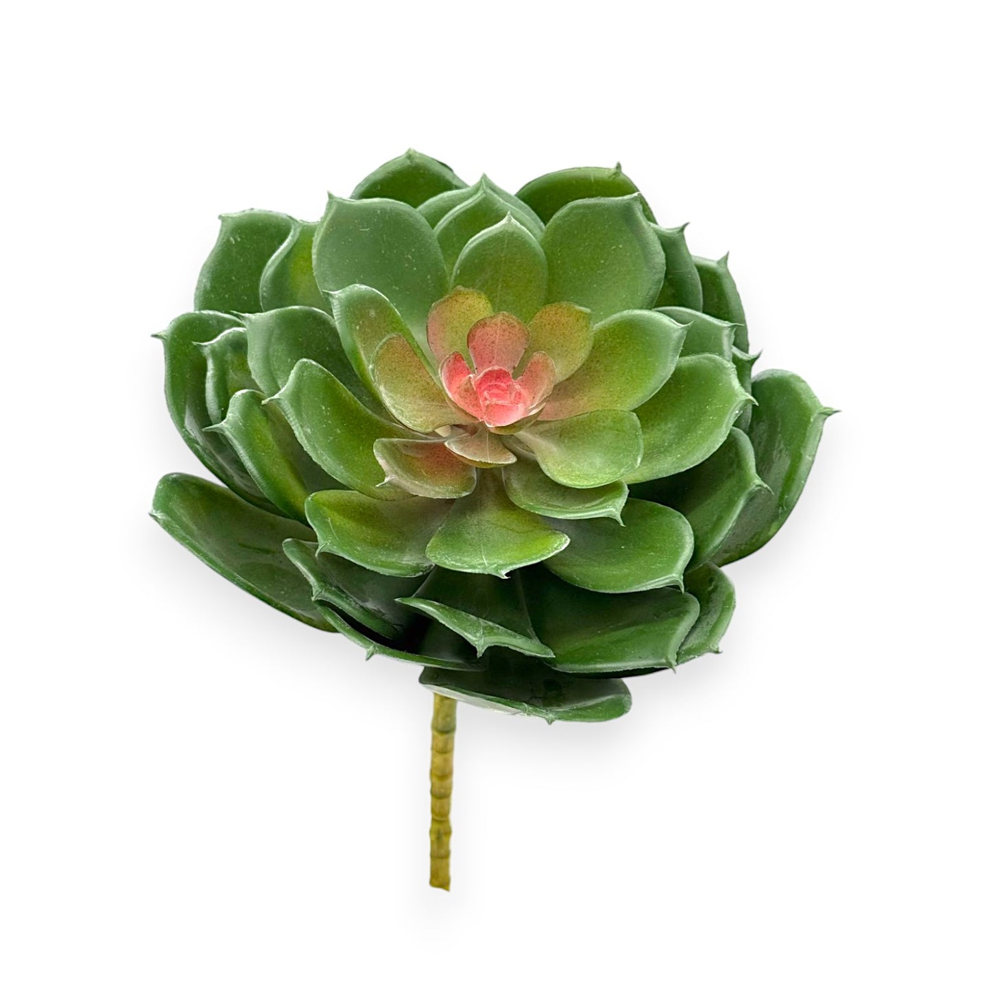 SUCCULENT ECHEVERIA 7"D