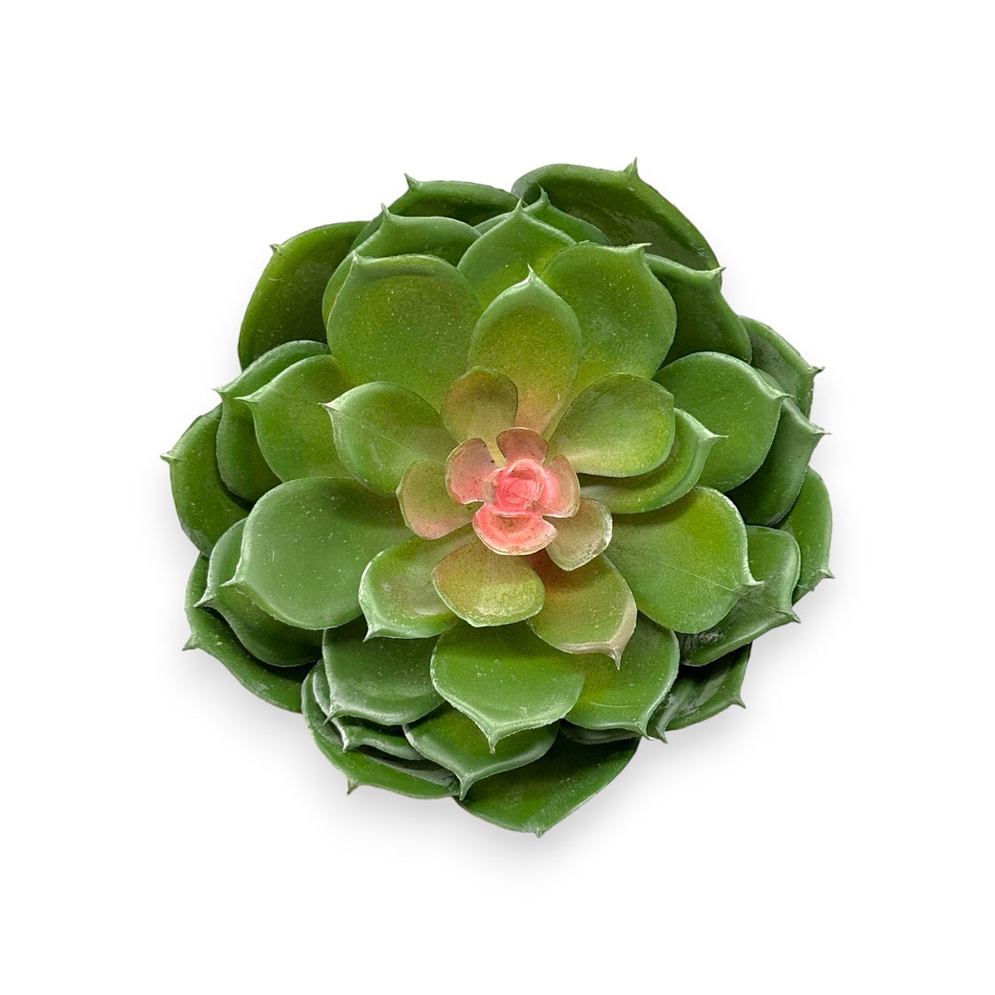 SUCCULENT ECHEVERIA 7"D