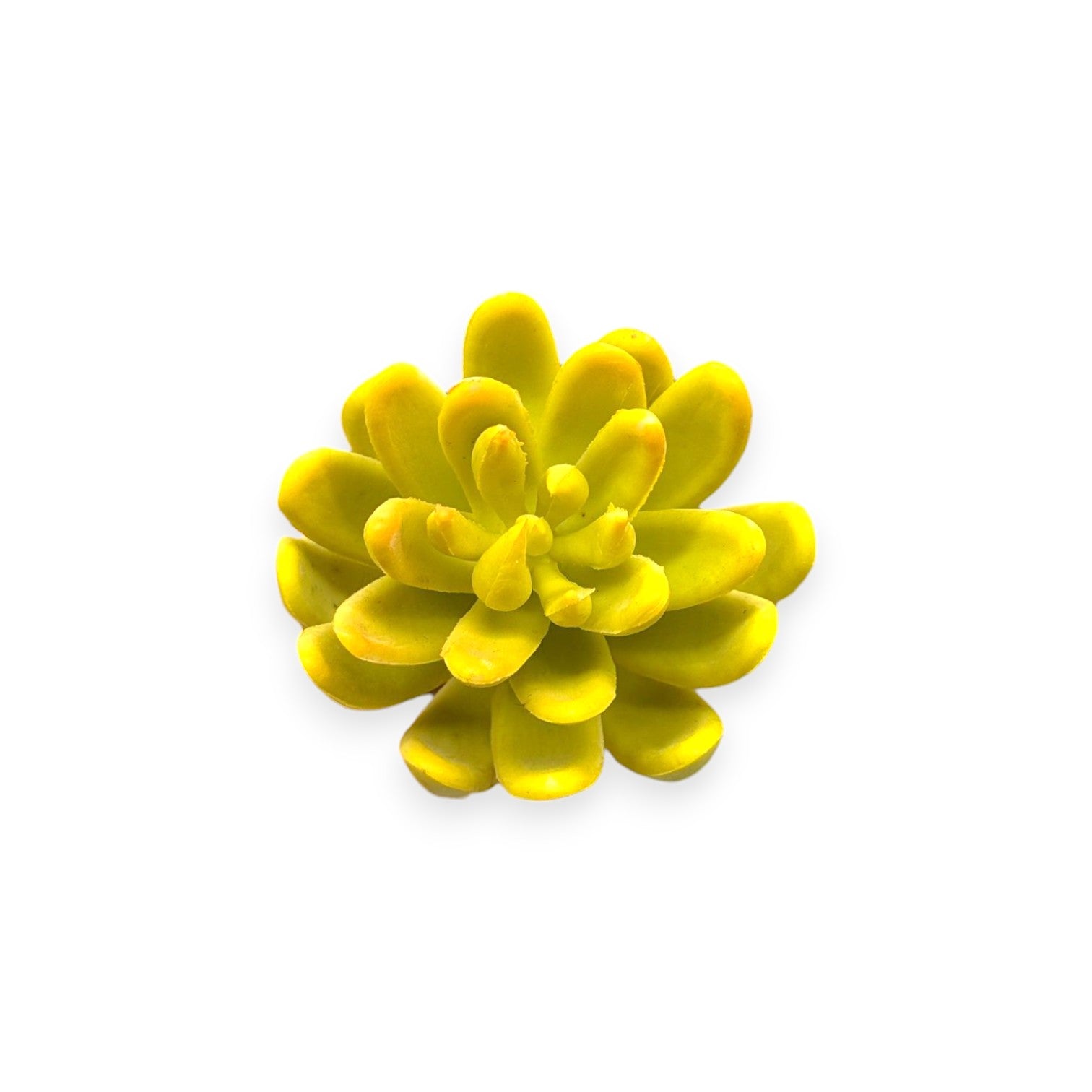 SUCCULENT PICK 2.5"
