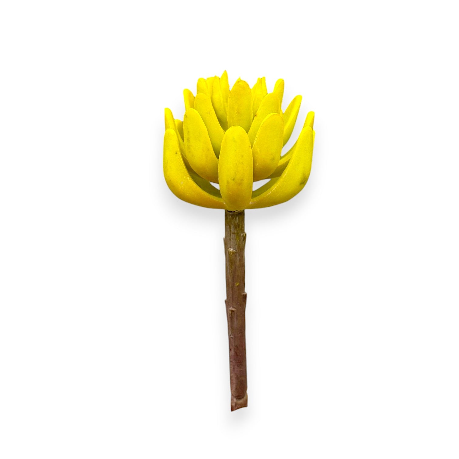 SUCCULENT PICK 2.5"