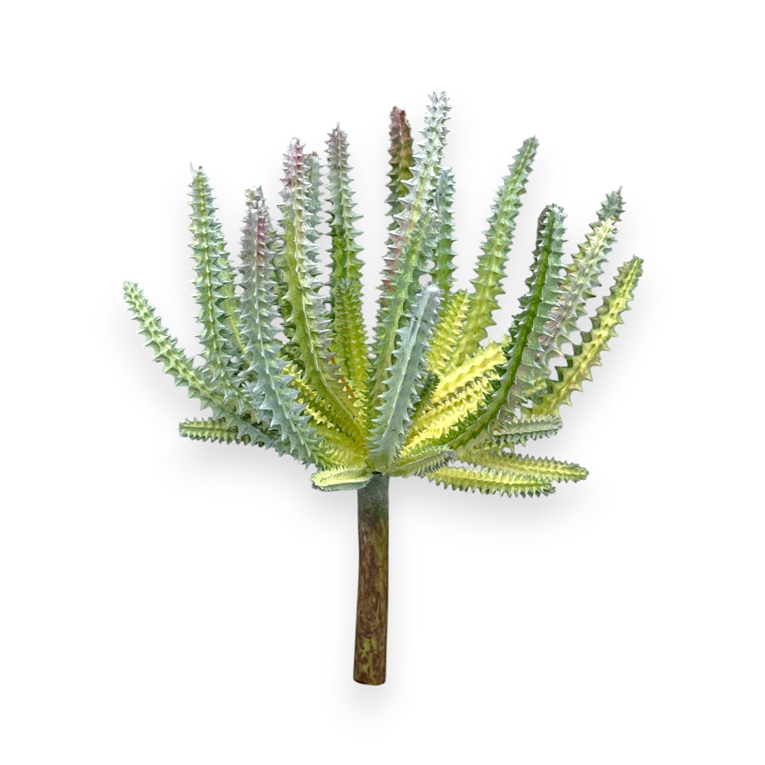 CACTUS 8"