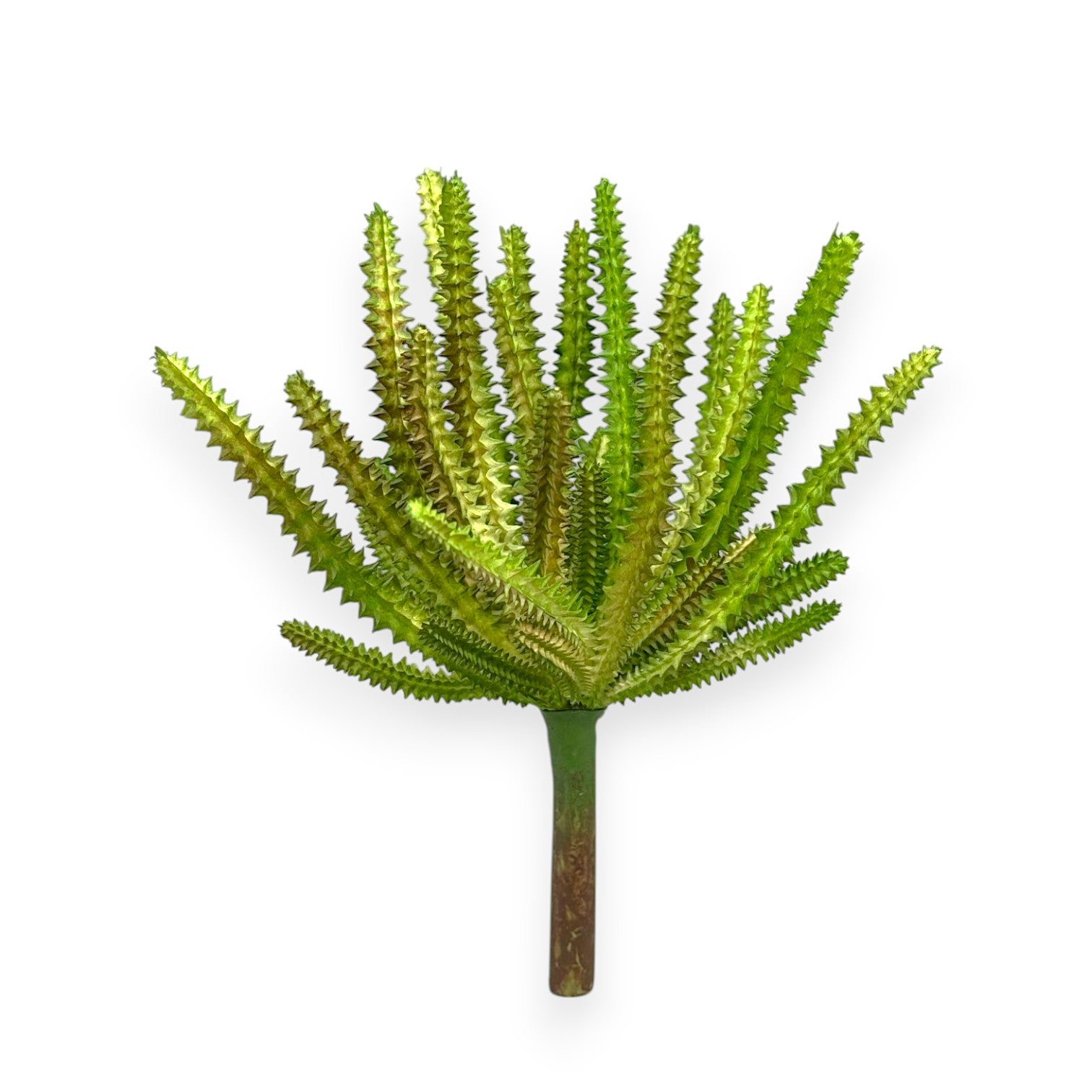 CACTUS 8"