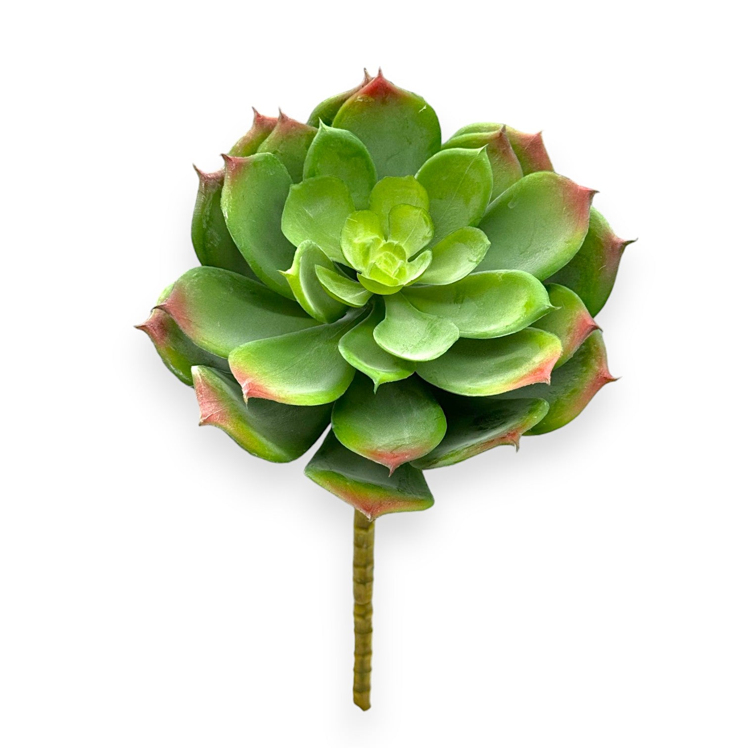 SUCCULENT ECHEVERIA 5.5"D