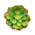 SUCCULENT ECHEVERIA 5.5"D