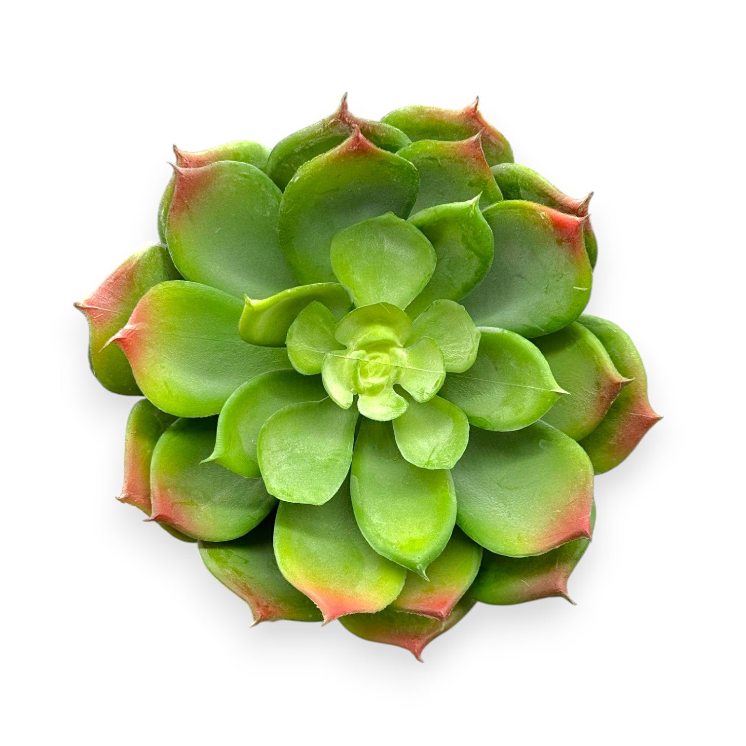 SUCCULENT ECHEVERIA 5.5"D