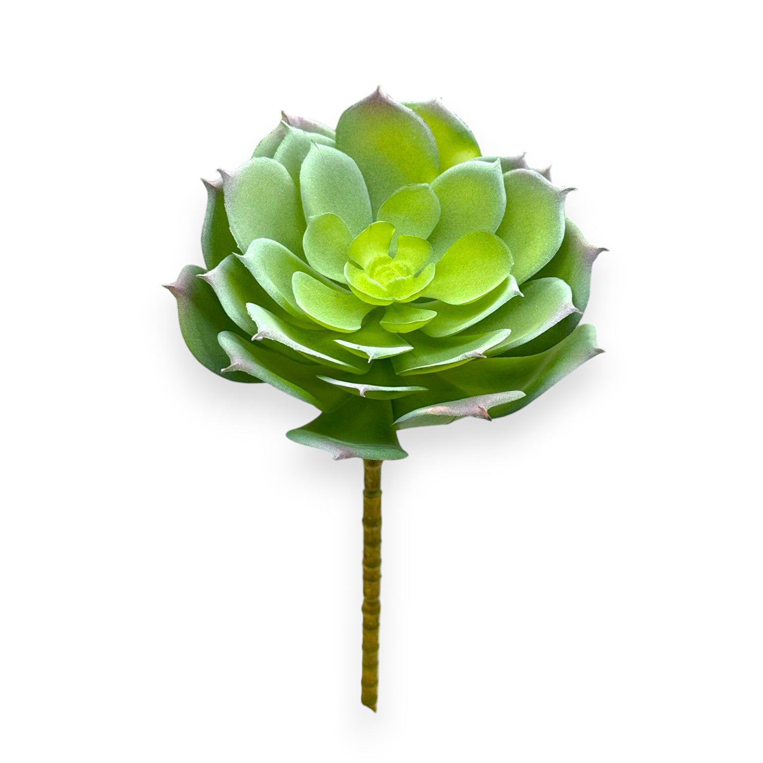 SUCCULENT ECHEVERIA 5.5"D