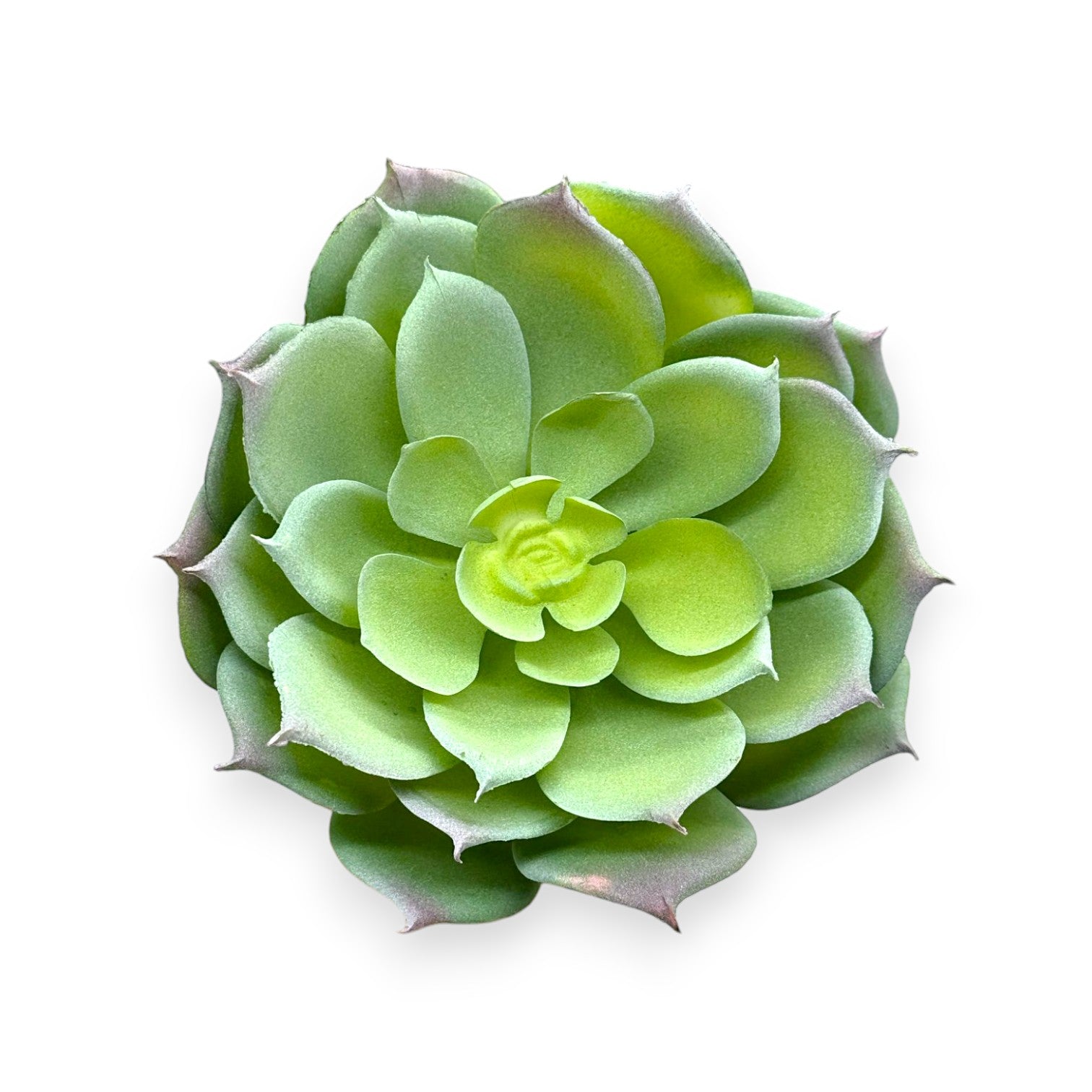 SUCCULENT ECHEVERIA 5.5"D