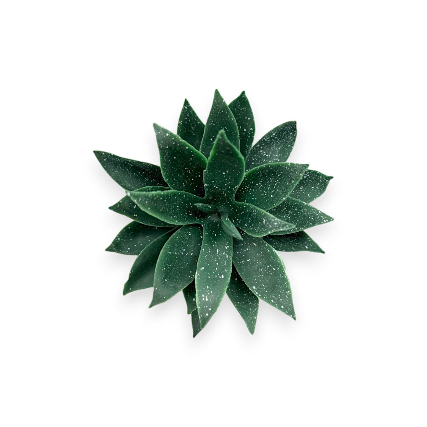 SUCCULENT AGAVE 4.5"