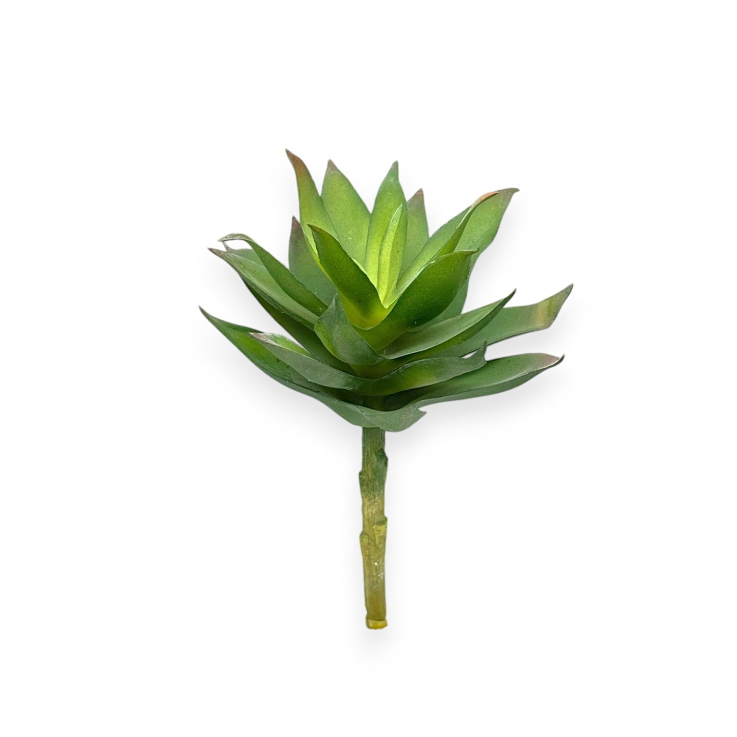 SUCCULENT AGAVE 4.5"