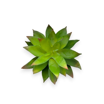 SUCCULENT AGAVE 4.5"