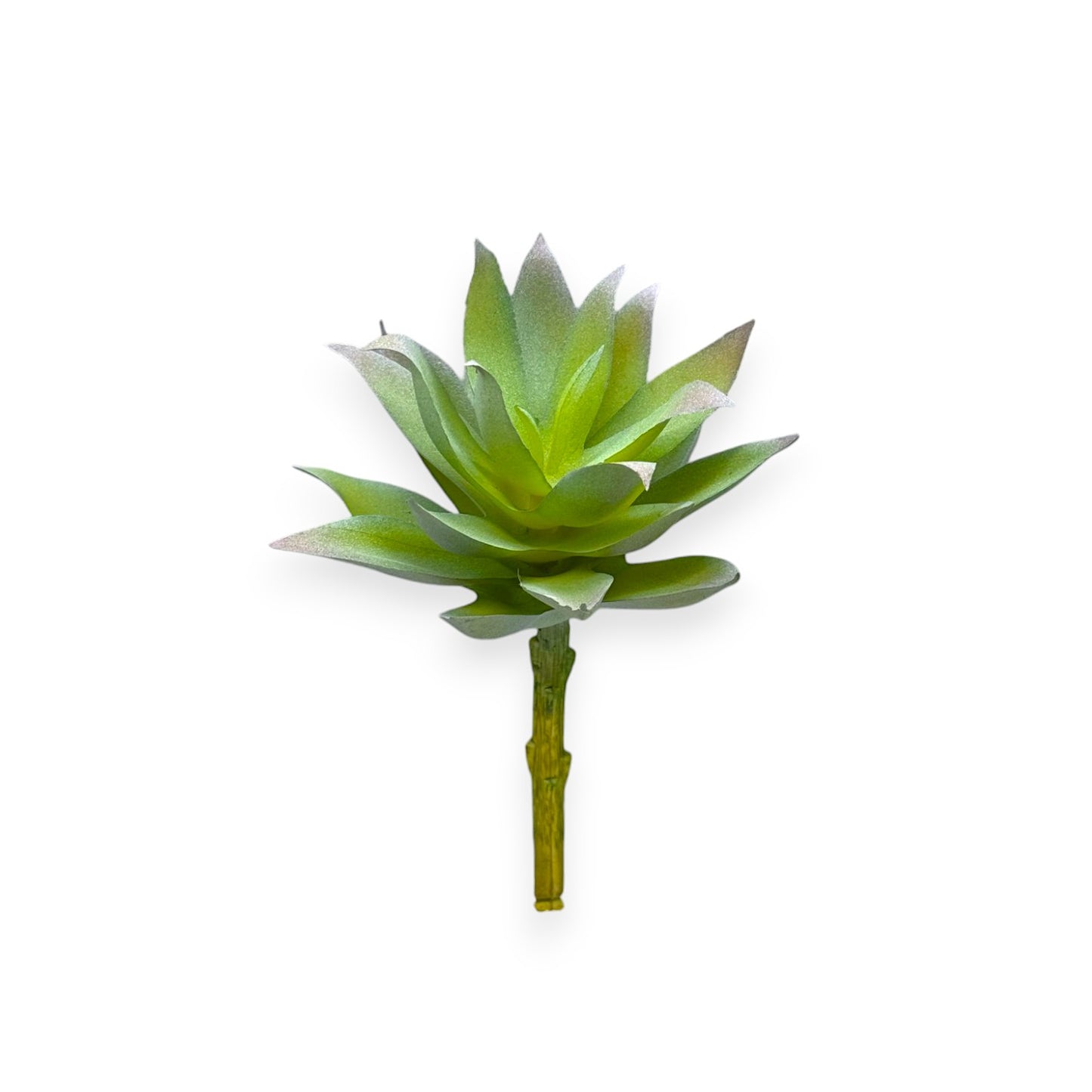 SUCCULENT AGAVE 4.5"