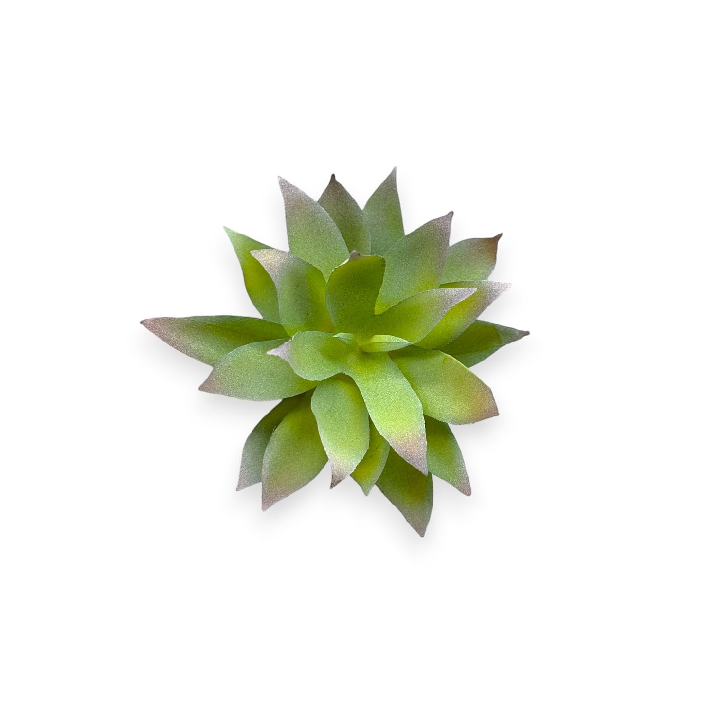 SUCCULENT AGAVE 4.5"
