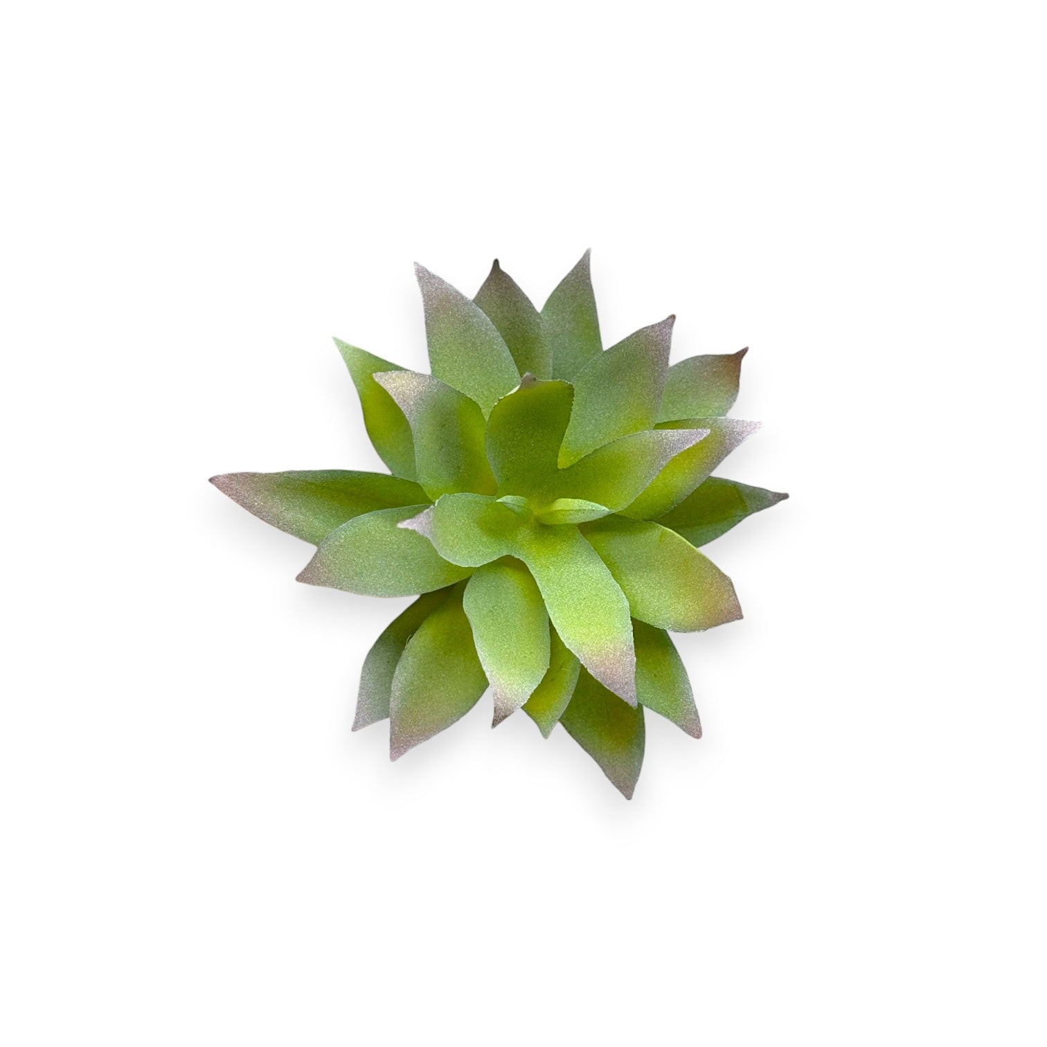 SUCCULENT AGAVE 4.5"