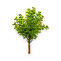 SUCCULENT SEDUM 8"