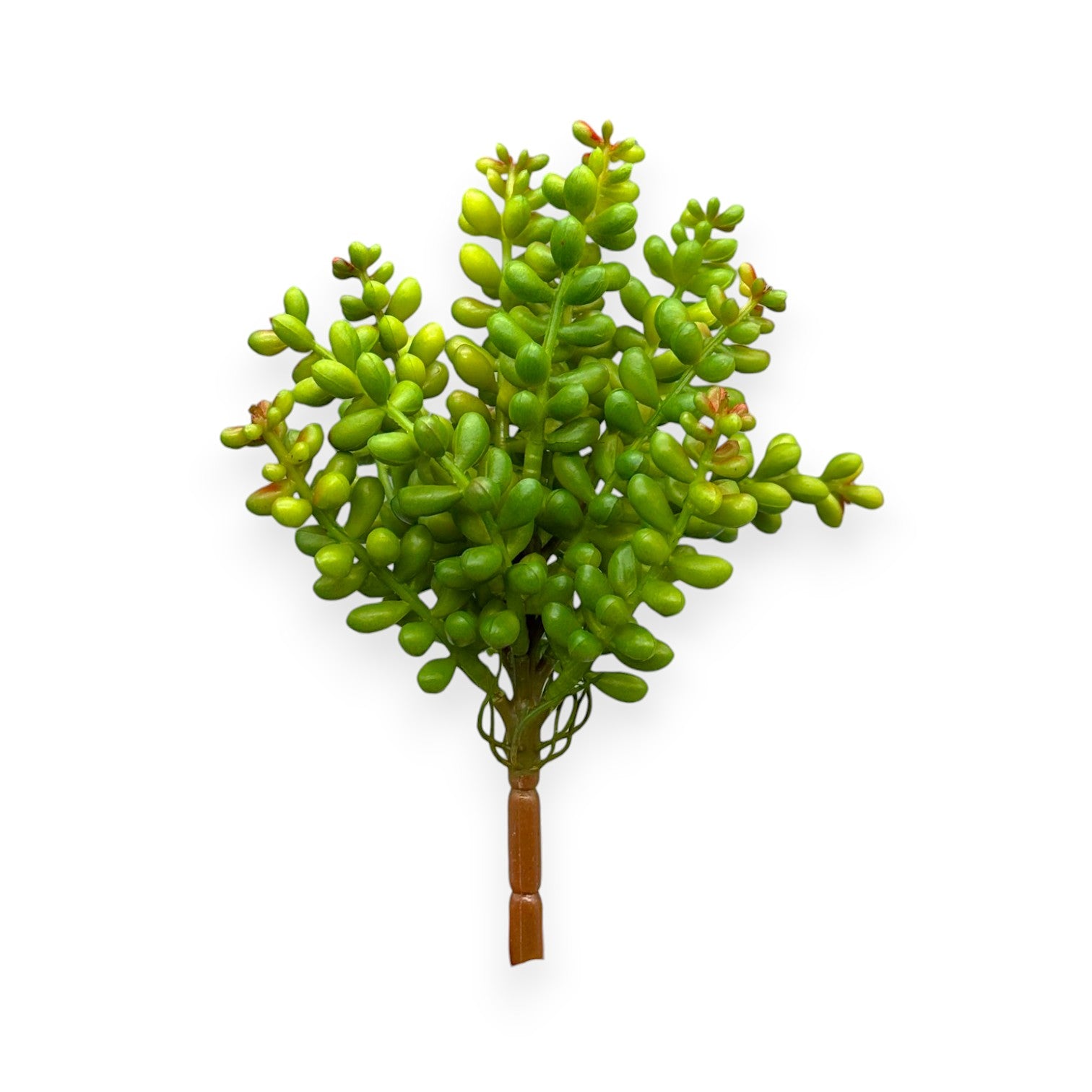 SUCCULENT SEDUM 8"