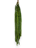 HANGING PLANT 19"