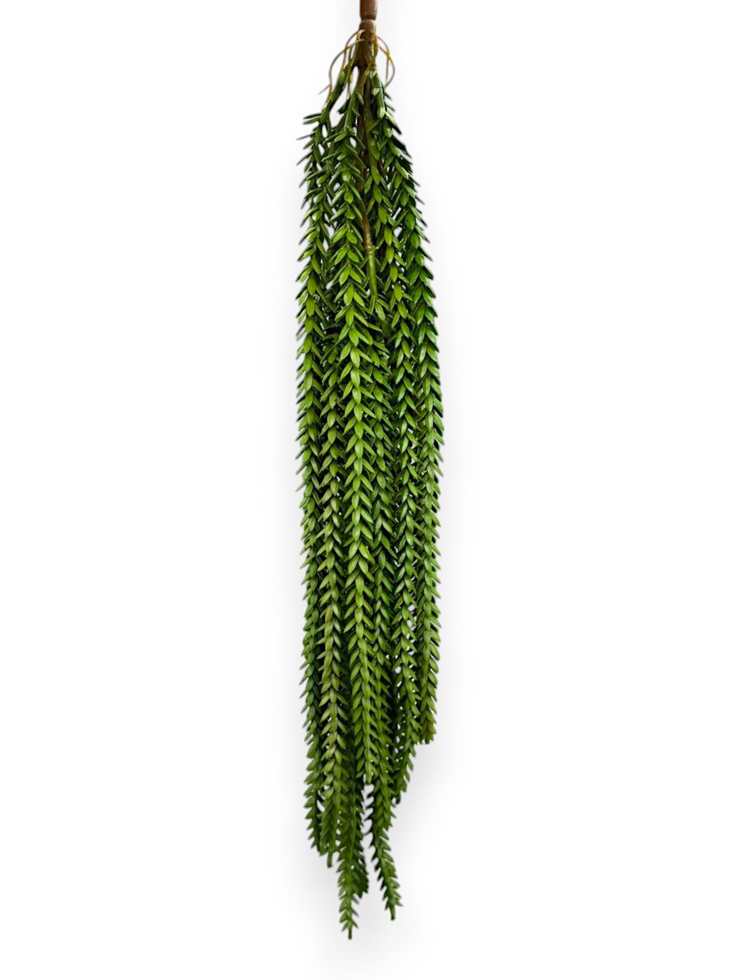 HANGING PLANT 19"